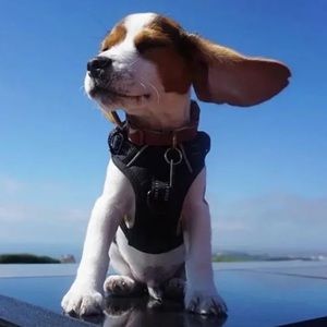 Meet your Posher, Avery